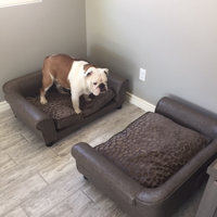 corina dog sofa