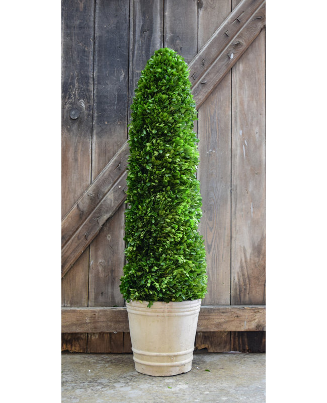 Ophelia Co Boxwood Spiral Topiary In Pot Reviews Wayfair