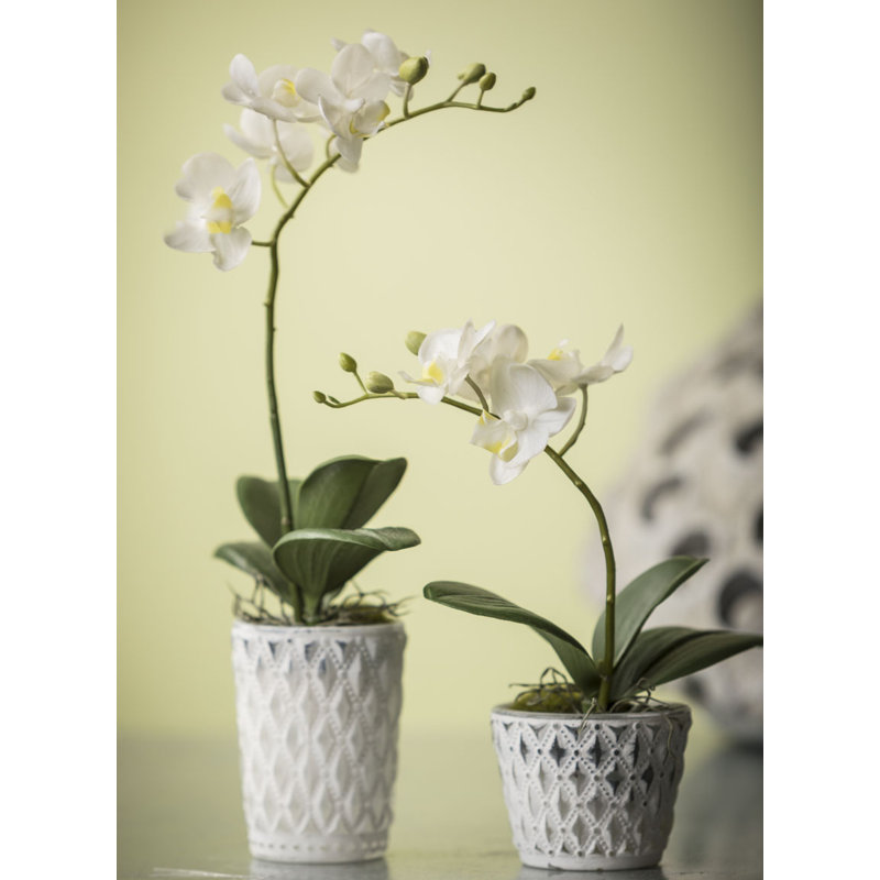 White Phalaenopsis Orchid Floral Arrangement In Pot Reviews Joss Main