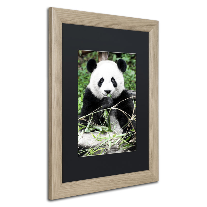 Trademark Art Giant Panda By Philippe Hugonnard Framed Photographic Print Wayfair
