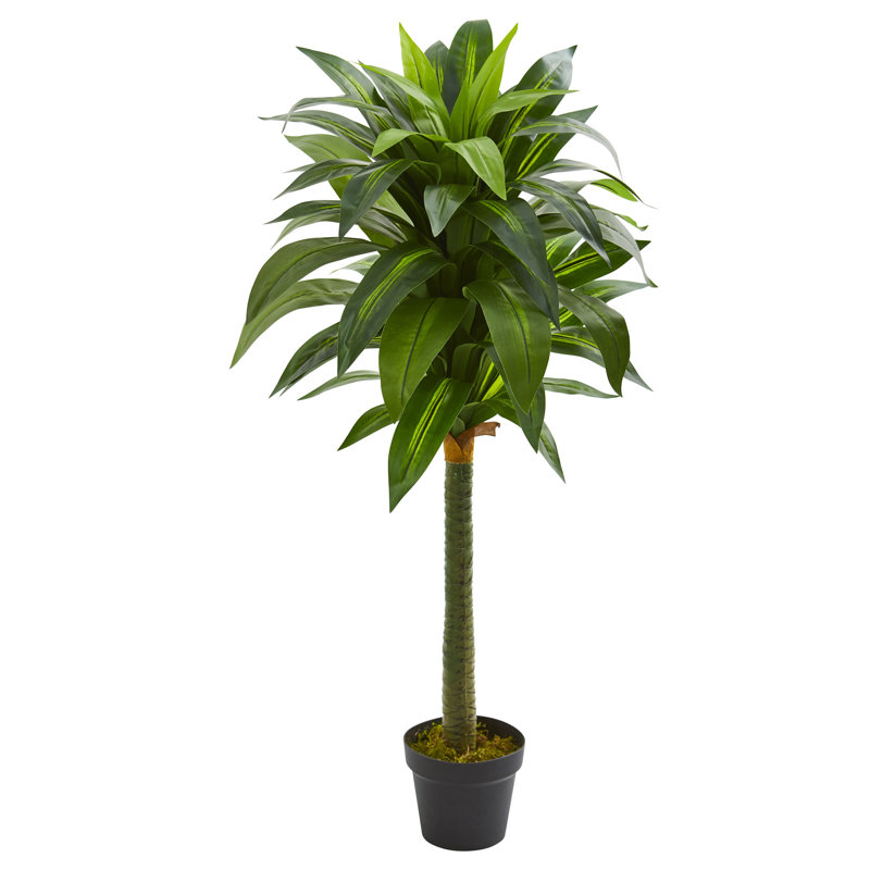 Bay Isle Home Dracaena Floor Foliage Plant in Planter