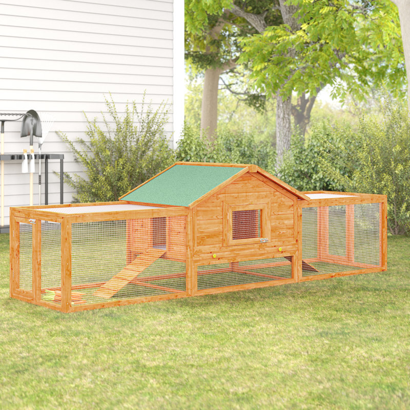 auggie with chicken run for up to 3 chickens