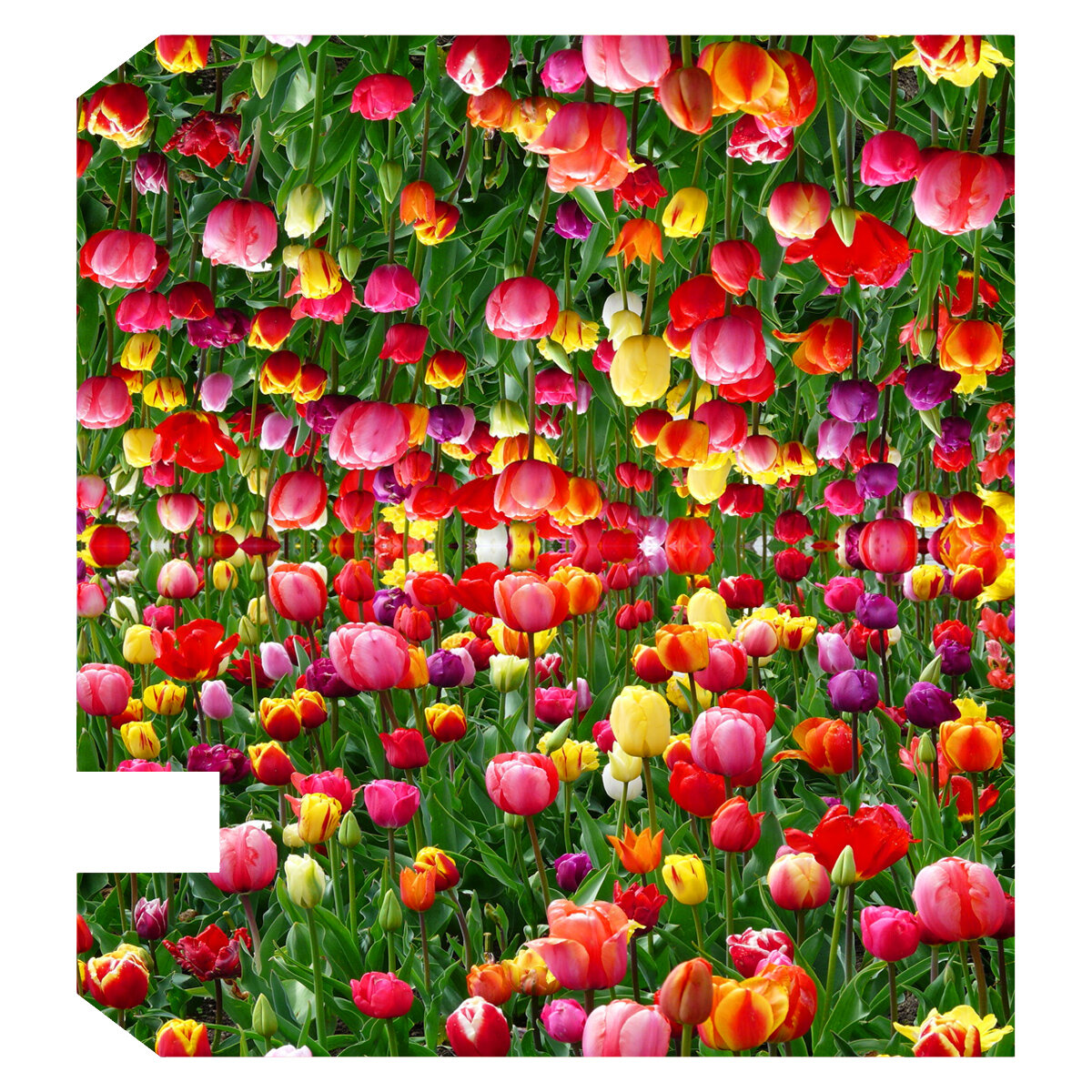 VWAQ Spring Tulip Decorative Mailbox Cover Wayfair   Spring Tulip Decorative Mailbox Cover 