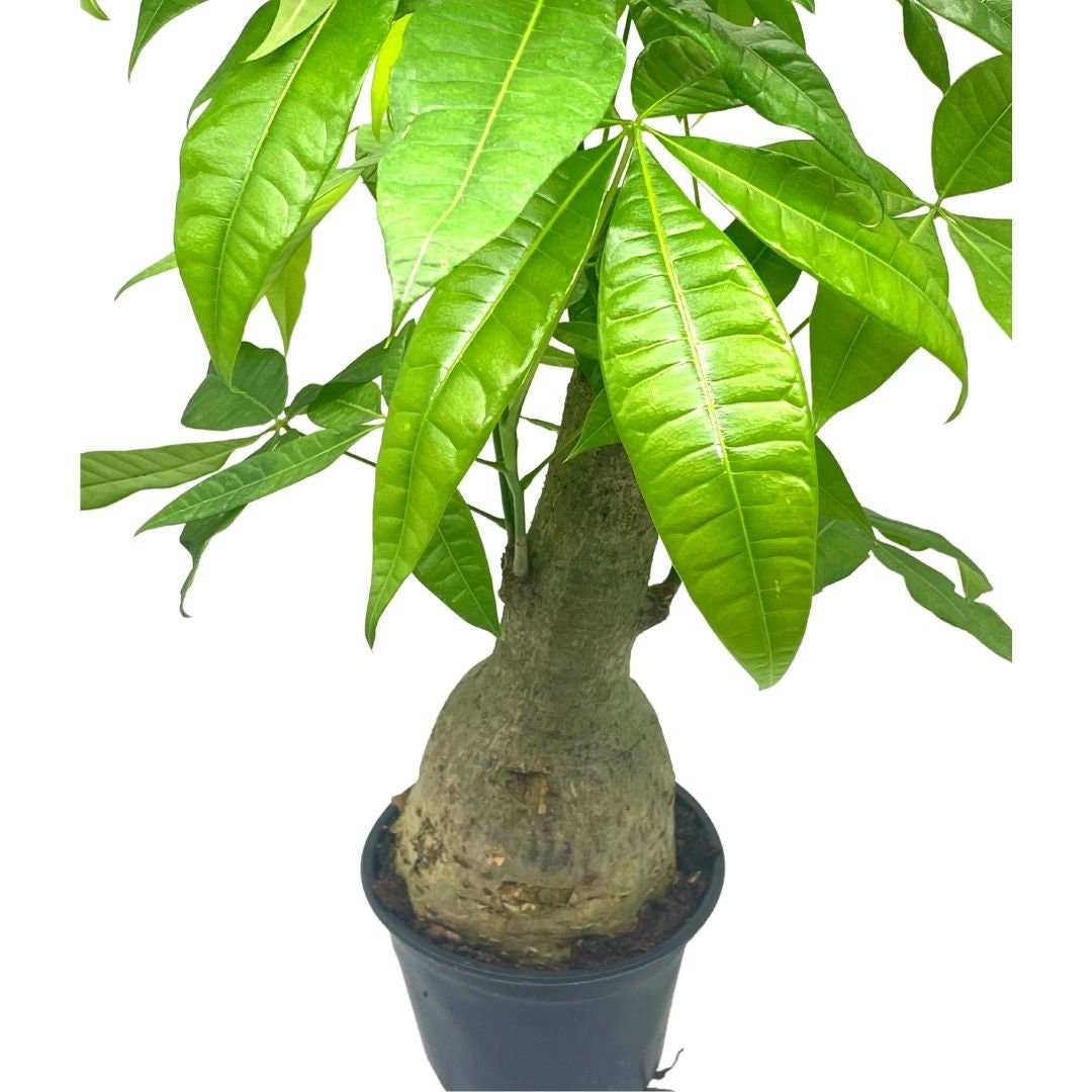 Florida House Plants Live Pachira Aquatica Low Maintenance Plant in Pot