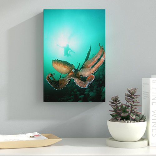 Giant Pacific Octopus by David Fleetham - Wrapped Canvas Photograph Print East Urban Home Size: 38.1cm H x 25.4cm W x 3.81cm D