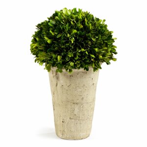 Boxwood Topiary in Pot