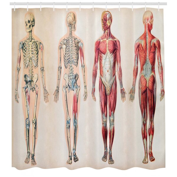 Ambesonne Human Anatomy Vintage Chart of Body Front Back Skeleton and Muscle System Bone Mass ...