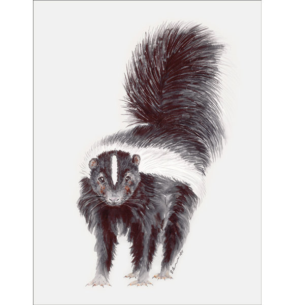 Skunk Wayfair