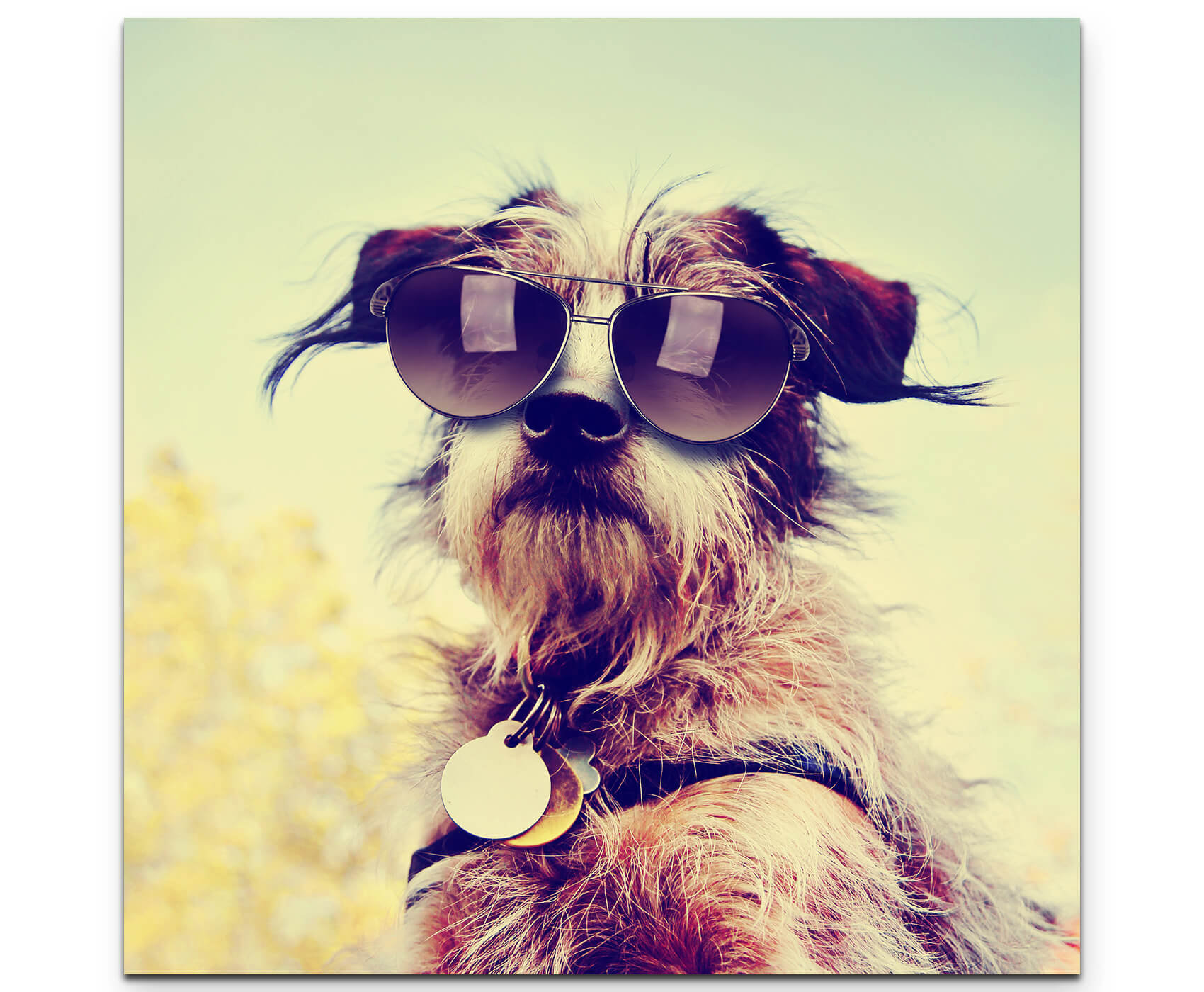 chihuahua sunglasses