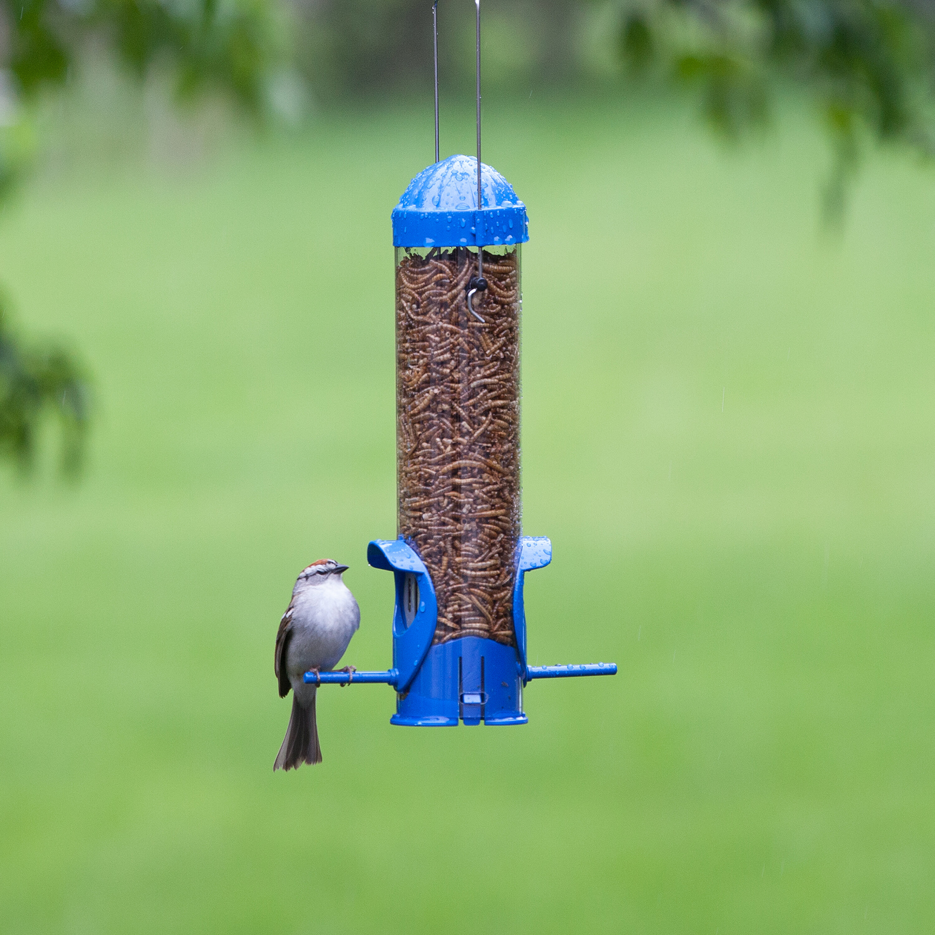 best bird feeder for dried mealworms