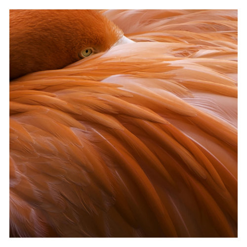 Flamingo Feathers 2.88m x 2.88m Textured Matte Peel & Stick Wall Mural East Urban Home
