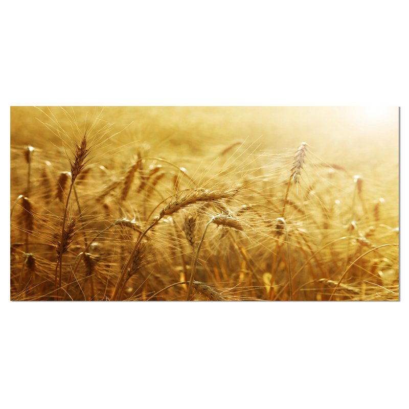 Charlton Home Golden Wheat Field Photographic Print On Wrapped Canvas Reviews Wayfair