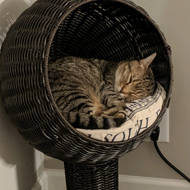 esperanza elevated cat bed