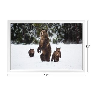 Home Decor Grizzly Bear Jumping Art Print / Canvas Print C Poster Wall Art