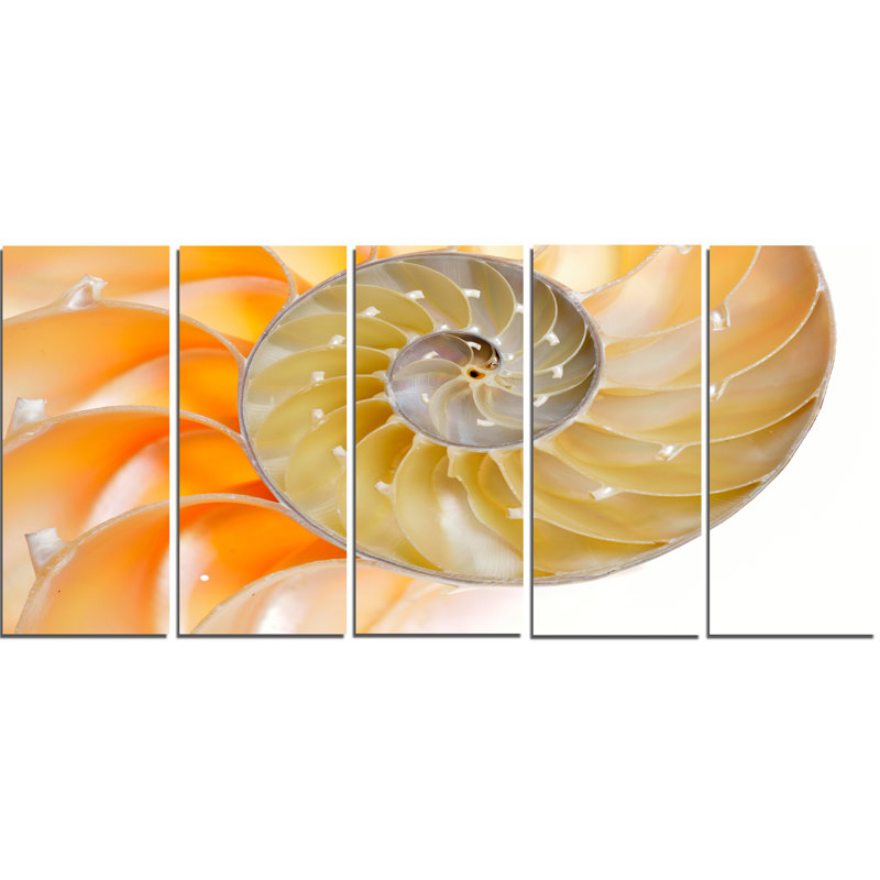 Designart Isolated Nautilus Shell 5 Piece Painting Print On Wrapped Canvas Set Wayfair Designart Isolated Nautilus Shell 5 Piece Painting Print On Wrapped Canvas Set Wayfair
