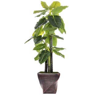 Indoor Outdoor Fiberstone Floor Elephant Ear Tree In Planter