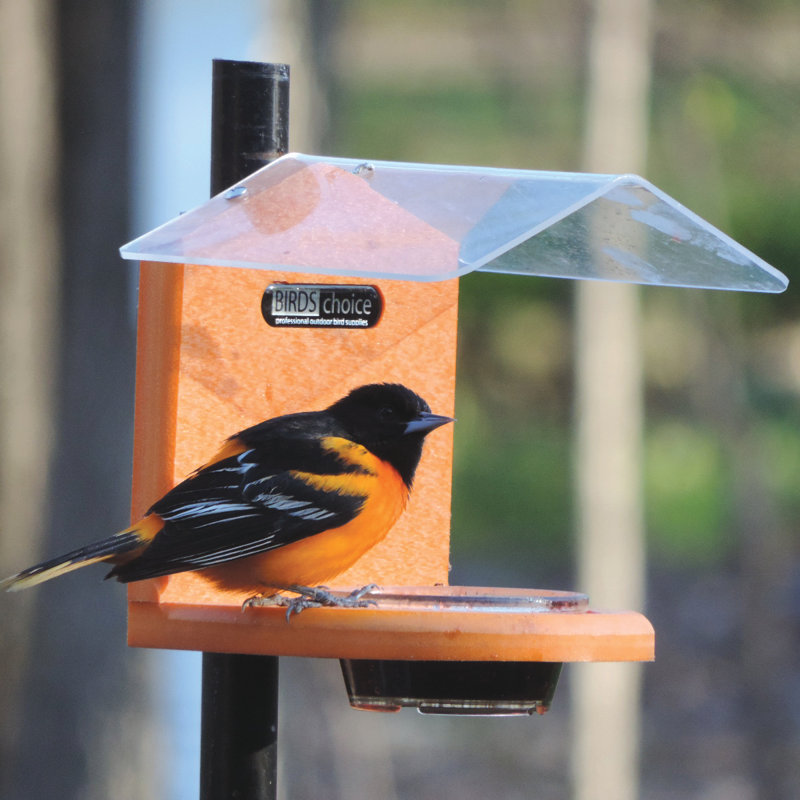 Birds Choice Recycled Jelly Oriole Tray Bird Feeder Wayfair