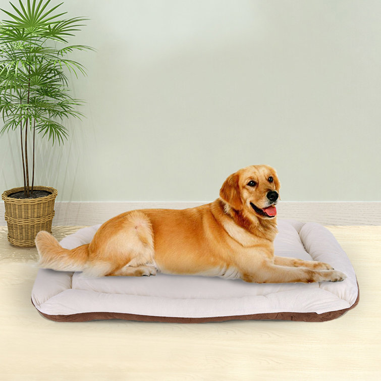 chewy orthopedic dog bed