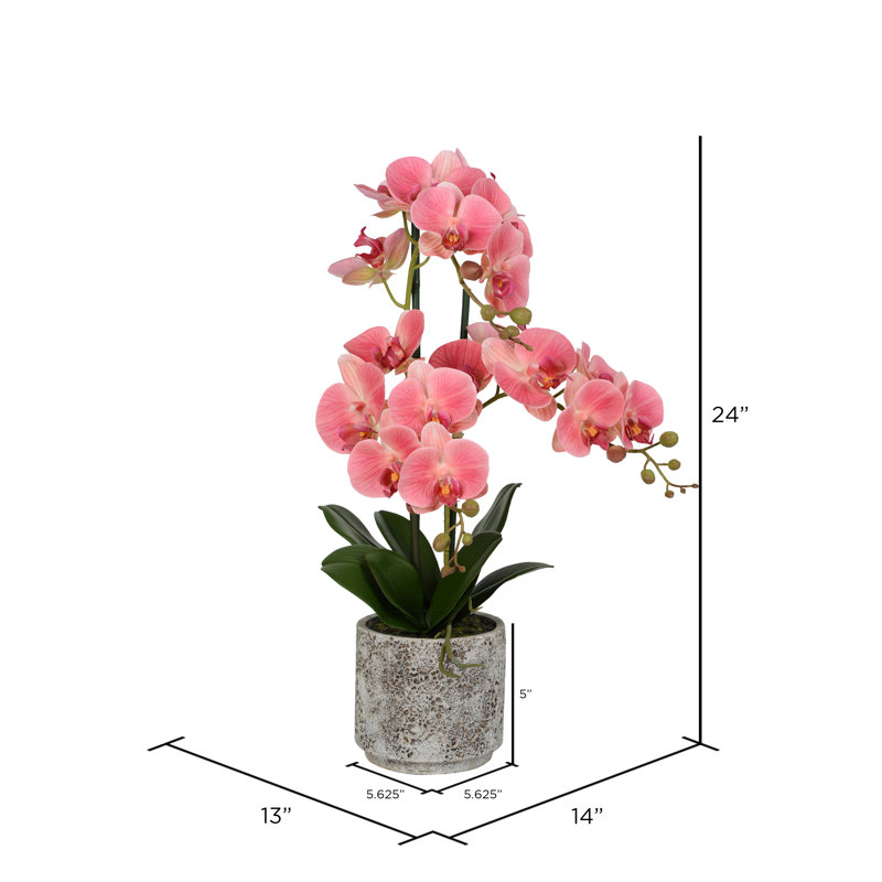 House Of Hampton Artificial Phalaenopsis Orchids Floral Arrangement In Pot Reviews Wayfair