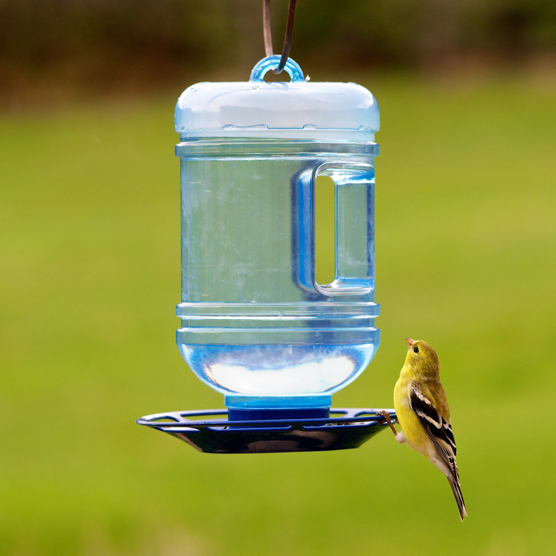 Perky Pet Water Cooler Hummingbird Feeder Reviews Wayfair