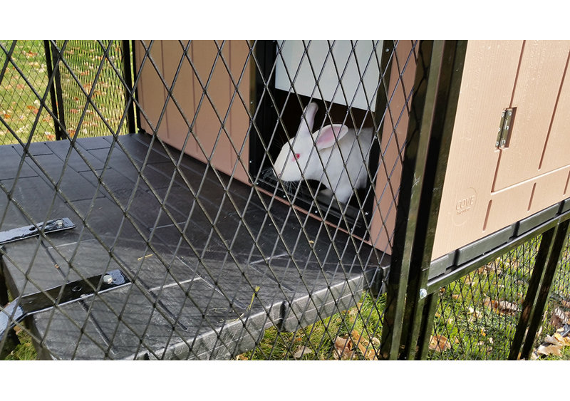 cosy pet rabbit run