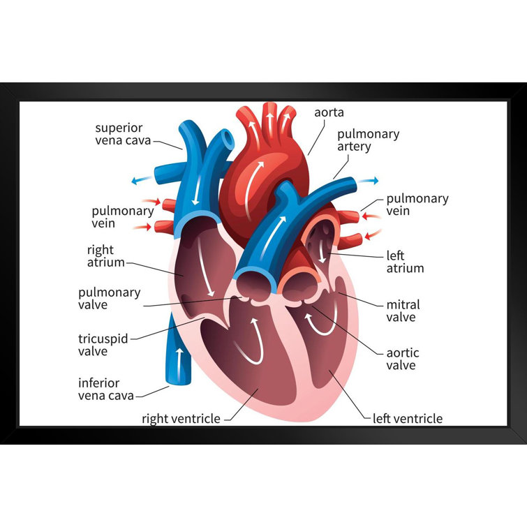 Human Heart Circulatory System Diagram Chart Medical Educational Science Class Anatomy Corazon Veins Arteries Labels White Wood Framed Art Poster ...