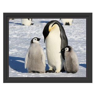 Weihnachtsbilder Pinguin Zum Verlieben Wayfair De