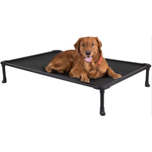 elevated chew proof dog bed