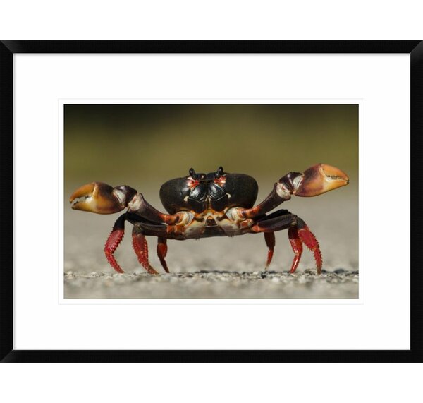 Global Gallery Blackback Land Crab Framed Photographic Print Wayfair