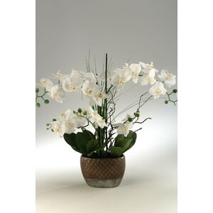 White Orchids in Oval Ceramic Planter