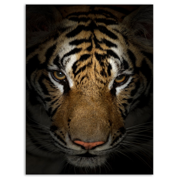 East Urban Home Brown Tiger Face In The Dark Graphic Art Print On Wrapped Canvas Wayfair