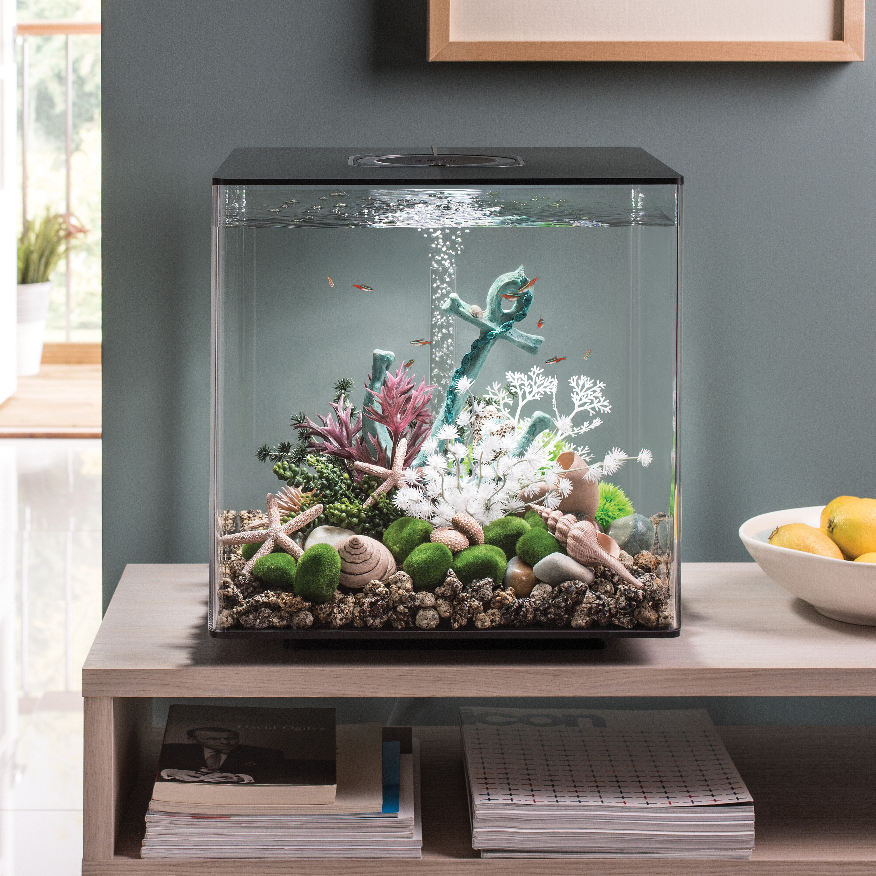 a small fish tank