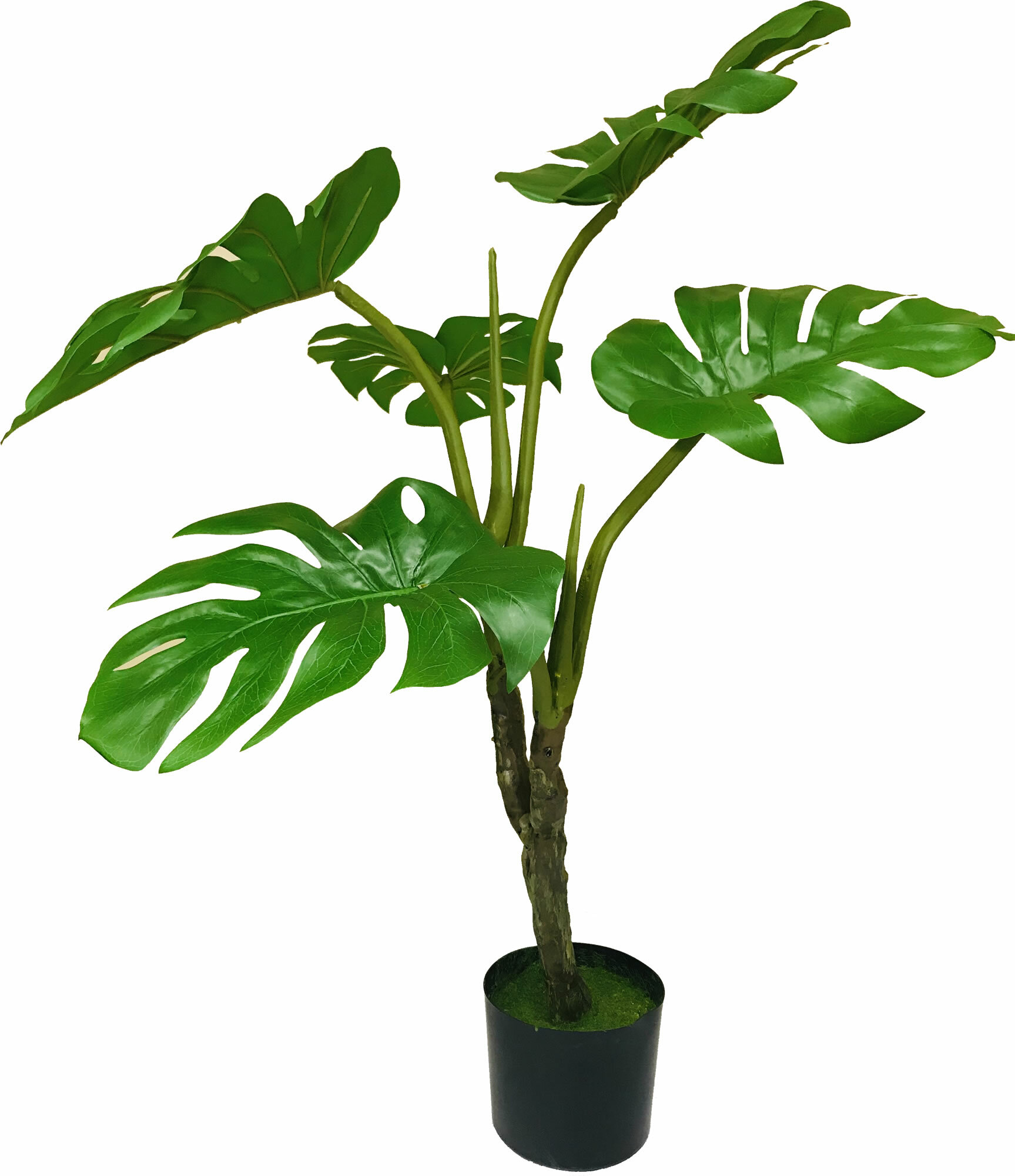 Bayou Breeze Monstera Philodendron Plant In Pot Wayfair