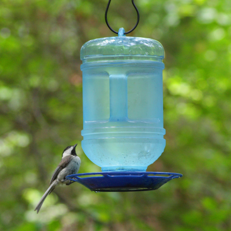 Perky Pet Water Cooler Hummingbird Feeder Reviews Wayfair