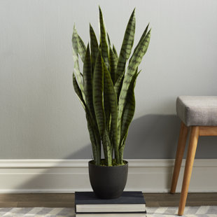 Pot Artificial Plants You Ll Love Wayfair Sycamore Faux Sansevieria Floor Plant In Pot