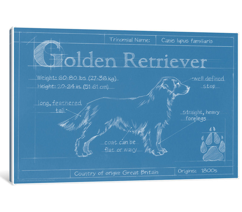 East Urban Home Blueprint Of A Golden Retriever Drawing Print On Canvas Wayfair