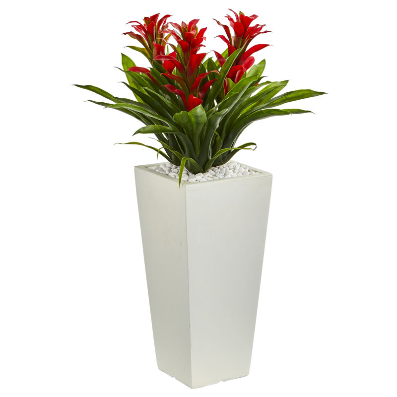 Bromelia Exotica 12 wood panel