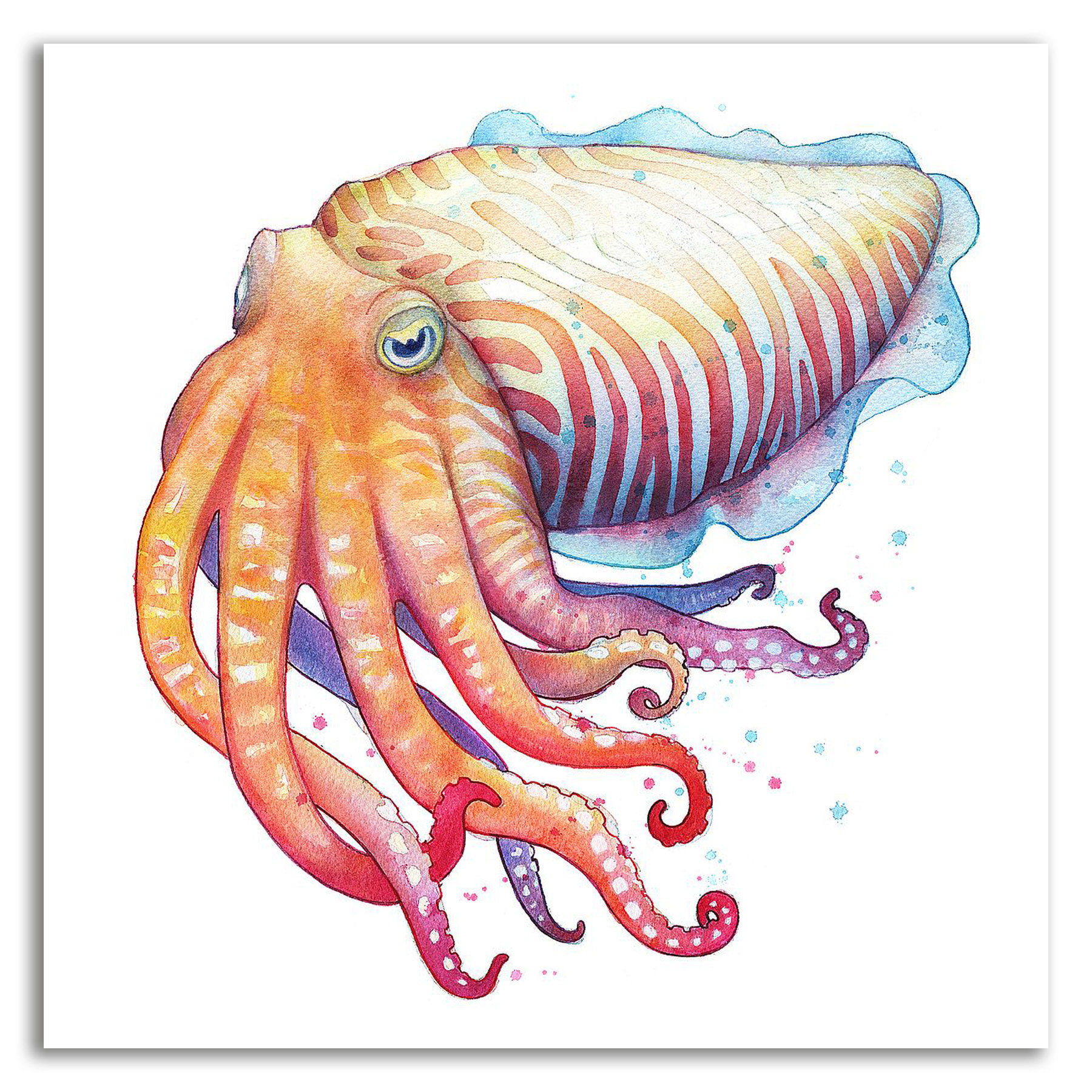 Rosecliff Heights Cuttlefish By Sam Nagel Wrapped Canvas Painting Print Wayfair