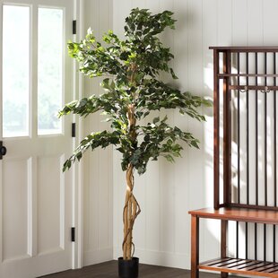 lighted ficus tree