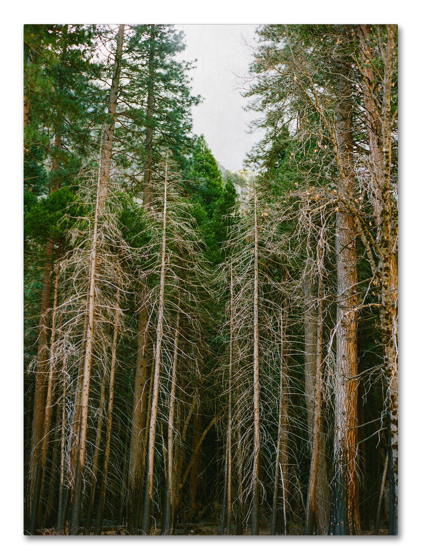 Trademark Art Tree Forest By Ariane Moshayedi Photographic Print On Wrapped Canvas Wayfair