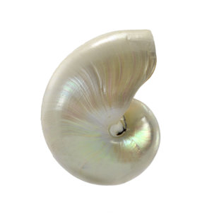 Pearl Decor Wayfair
