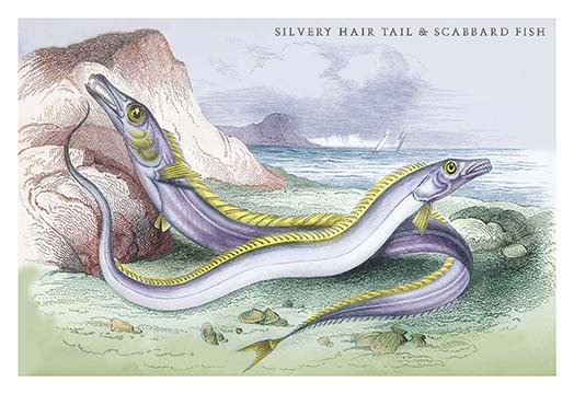 Buyenlarge Silvery Hairtail And Scabbard Fish By Robert Hamilton Painting Print Wayfair