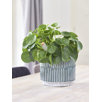 ceramic plant pots