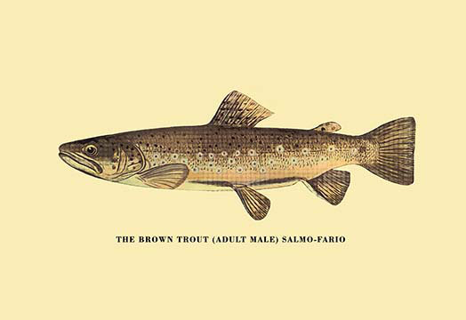 Buyenlarge The Brown Trout By H H Leonard Painting Print Wayfair