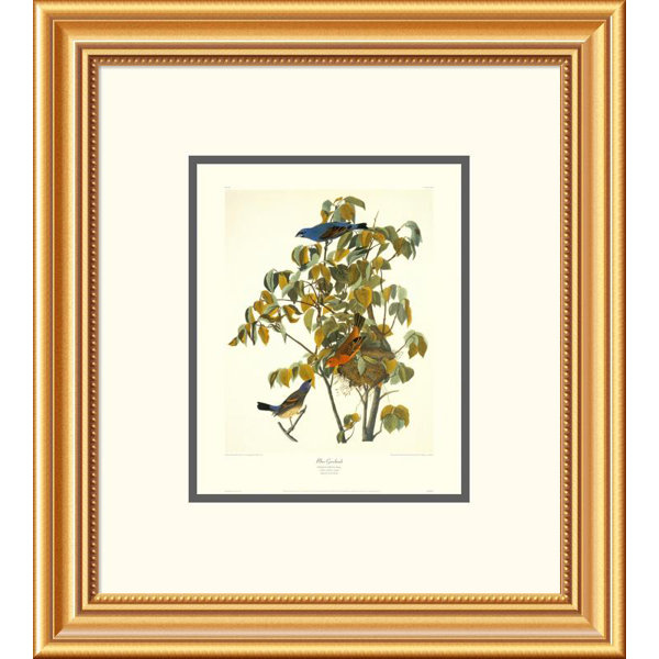 Global Gallery Blue Grosbeak By John James Audubon Framed Painting Print Wayfair