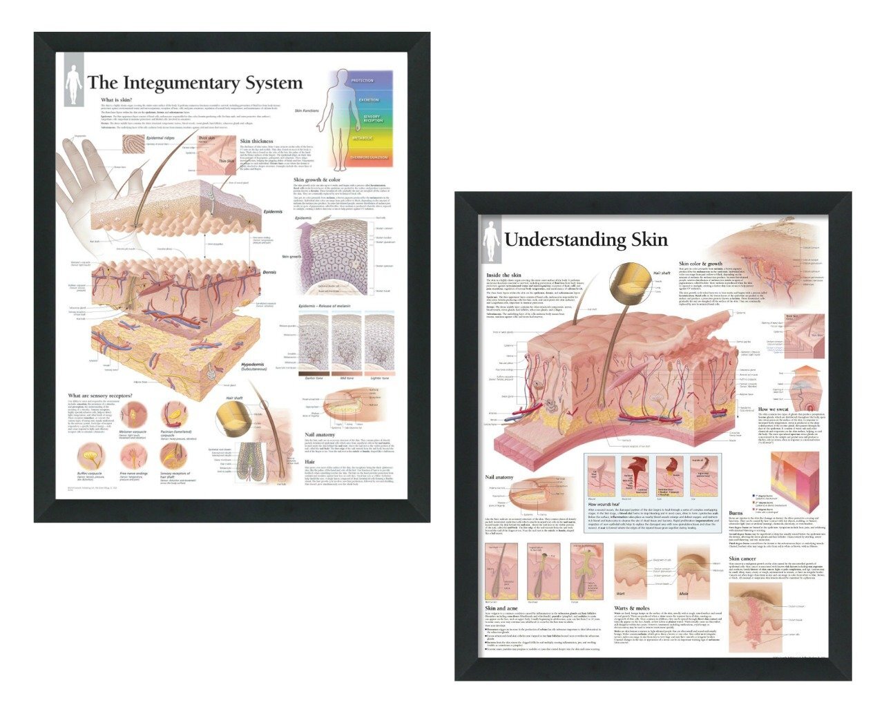 integumentary system diagram for kids