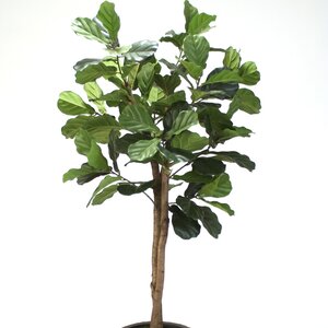 Fiddle Leaf Fig Tree in Planter