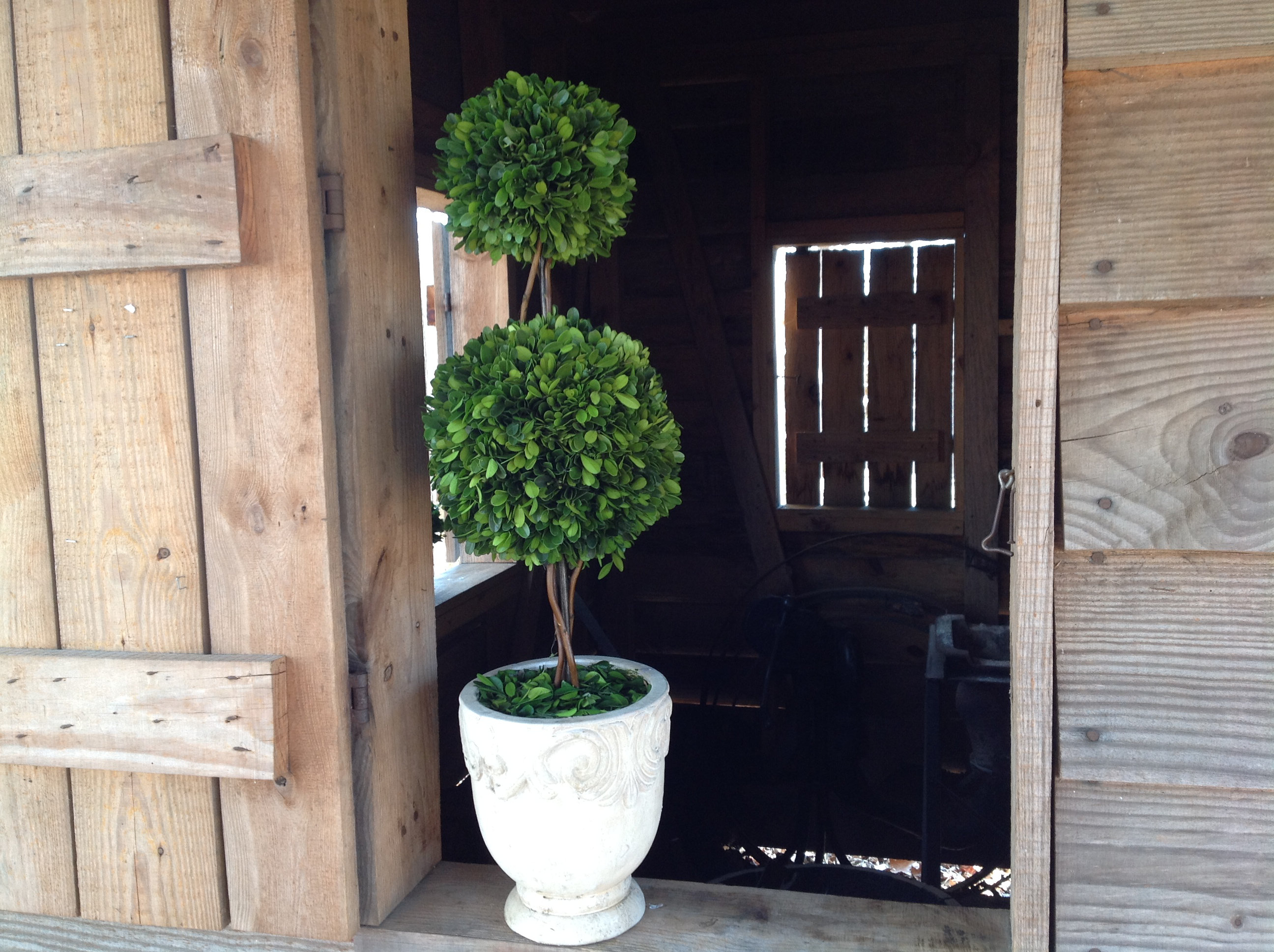 Ophelia Co Preserved Boxwood Double Ball Topiary In Pot