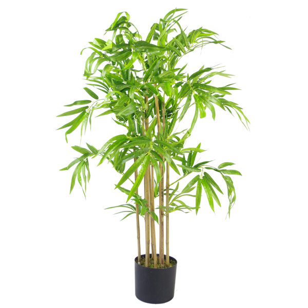 The Seasonal Aisle Floor Bamboo Plant in Planter Wayfair