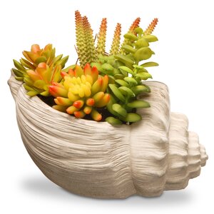 Succulent Desk Top Succulent Plant in Pot